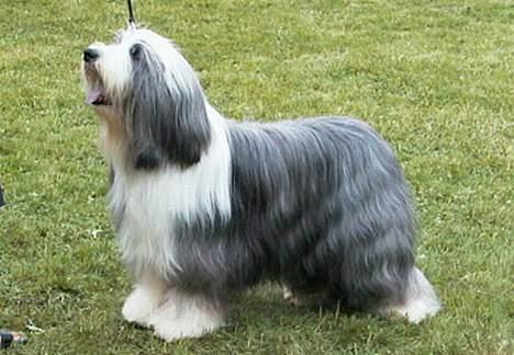 Bearded collie  Ryan billede 2