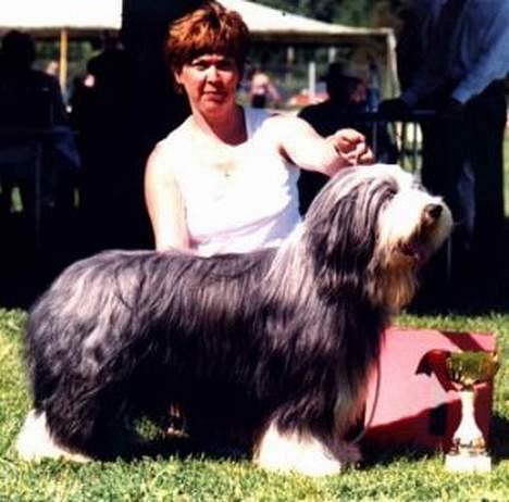 Bearded collie  Ryan billede 3