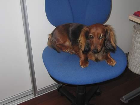 Gravhund Tea - hejssa.. <3 billede 19