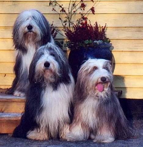 Bearded collie  Ryan - Ryan i Midten billede 4