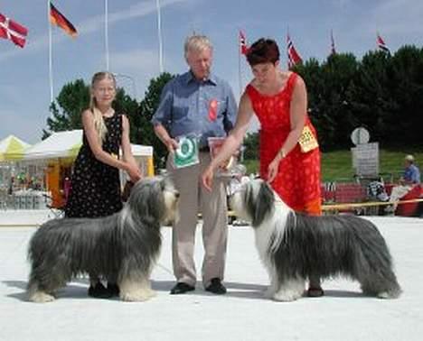 Bearded collie  Ryan billede 5