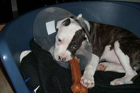 Blanding af racer Mille billede 14