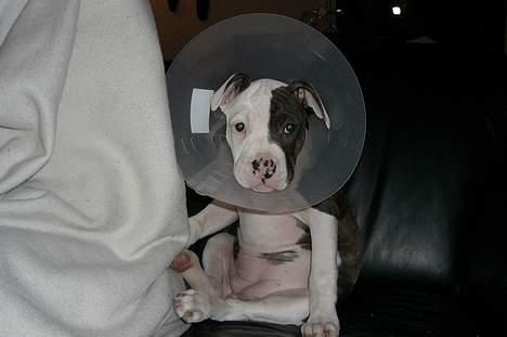 Blanding af racer Mille billede 15