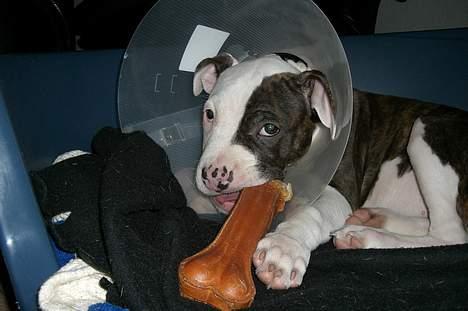 Blanding af racer Mille billede 16