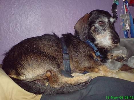 Gravhund Gandalf. - Åh nej, er du nu der med kameraet igen :0) billede 14