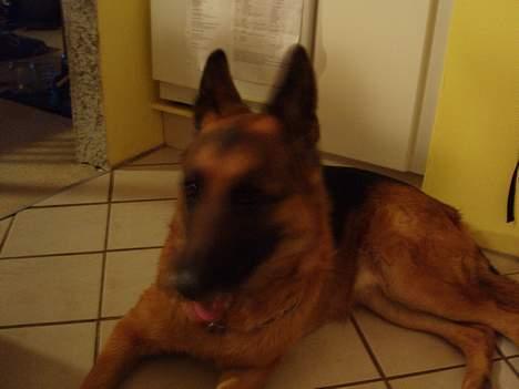 Schæferhund kanto - hvorfor skal jeg ligge her "mor" billede 12