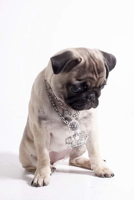 Mops Pugsy - Man er vel en prinsesse. billede 1