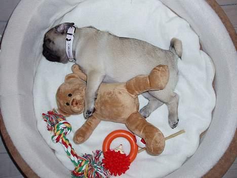 Mops Pugsy - Min første dag i mit nye hjem. Træt efter en lang tur fra Greve til Herning. billede 2