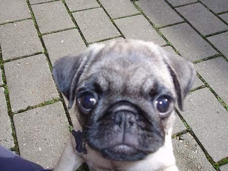 Mops Pugsy - Up close og altid nysgerrig. billede 3