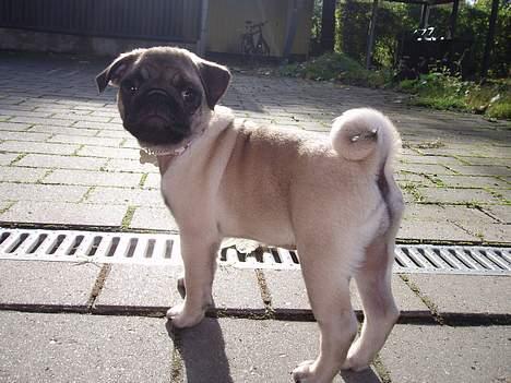 Mops Pugsy - Stor pige synes jeg selv. billede 4