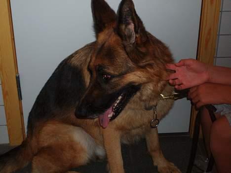 Schæferhund kanto - :) billede 15