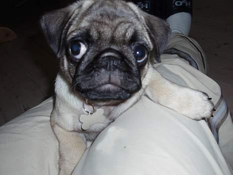 Mops Pugsy - Hvem? Mig? billede 5