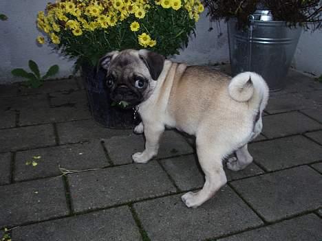 Mops Pugsy - Taget på fersk gerning. billede 7