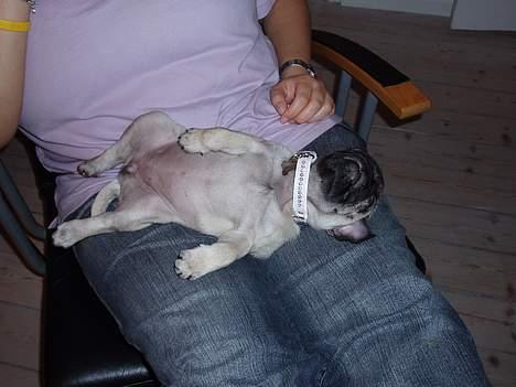 Mops Pugsy - At slappe fuldstændig af- det er livet. billede 8