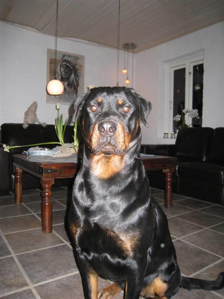 Rottweiler R.I.P Jessie pigen <3 - kalder man ikke bare det en smuk hund? NYT DEN 11. Marts 2008 billede 2