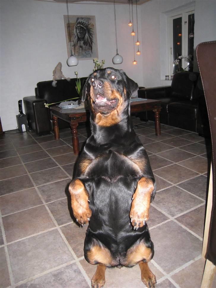 Rottweiler R.I.P Jessie pigen <3 - Det er ikke kun små hunde der kan sidde såen her.. :0) NYT DEN 11. Marts 2008 billede 3