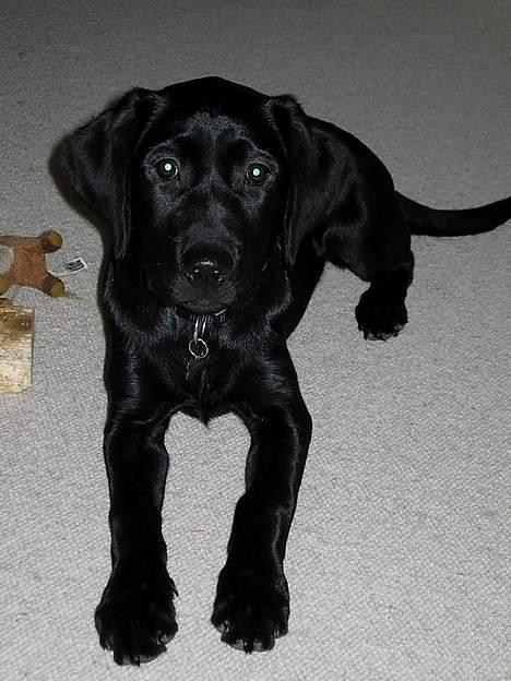 Labrador retriever Betsie billede 9