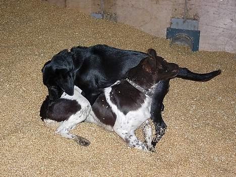 Labrador retriever Betsie billede 10