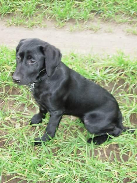 Labrador retriever Betsie billede 11