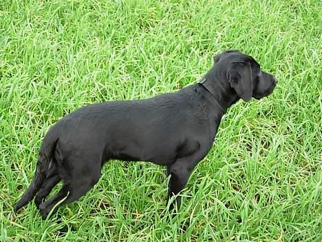 Labrador retriever Betsie billede 12