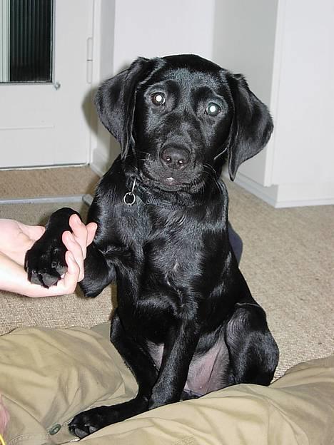 Labrador retriever Betsie billede 13