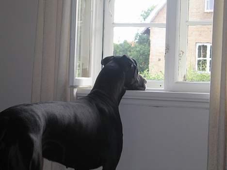 Grand danois Frida - Hvornår kommer jeg mon ud at gå tur.. billede 4