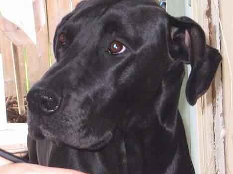 Grand danois Frida - må jeg få et stykke af din kage.. billede 5