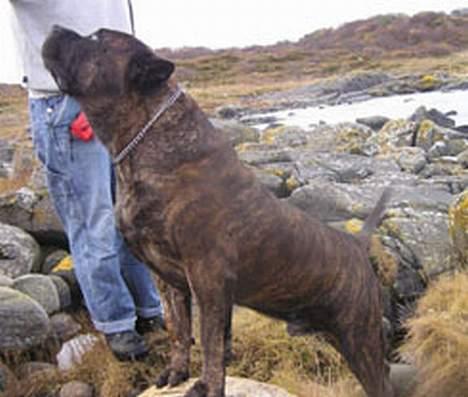 Dogo canario Shanco - Det er min far krom de abanicos Ejer: Elin billede 4