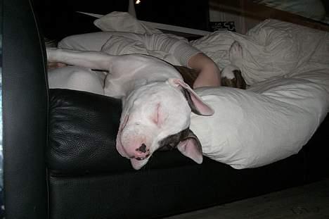 Blanding af racer Mille billede 18