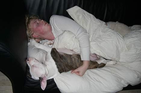 Blanding af racer Mille billede 19