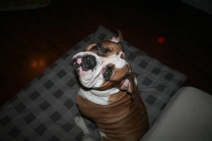 Olde english bulldogge Østergårds Boris - *jan10* bliver kun smukkere og smukkere ;o) billede 1