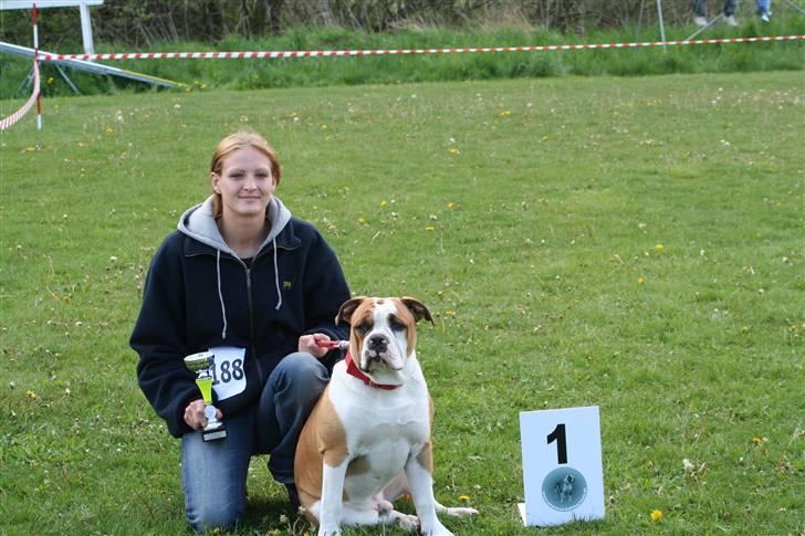 Olde english bulldogge Østergårds Boris - Boris 1. udstilling med sin mor, og vandt hele 4 1. pladser.... :o) dygtig mors dreng.. billede 2