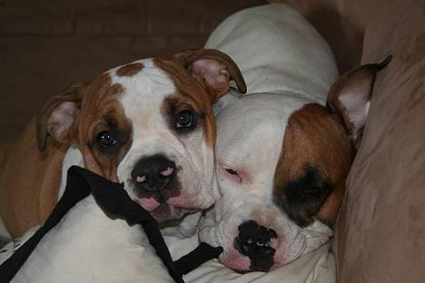 Olde english bulldogge Østergårds Boris - april07. englebasserne... billede 3