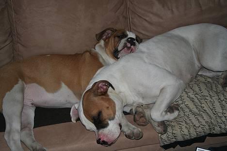 Olde english bulldogge Østergårds Boris - april07. sover "næsten" altid sammen.. billede 4