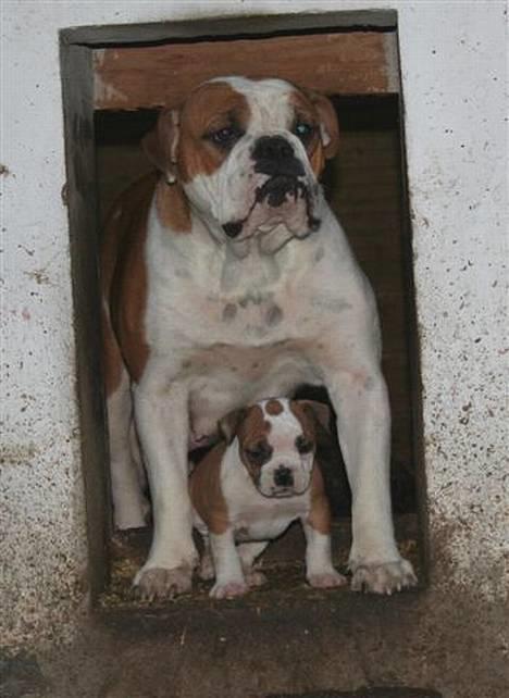 Olde english bulldogge Østergårds Boris - Her er han med sin smukker mor Smudge billede 5