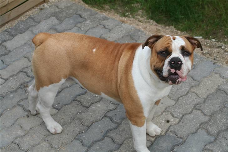 Olde english bulldogge Østergårds Boris - feb08* er han ikke dejlig vores bamsefar rullepøle hehe :o) billede 6