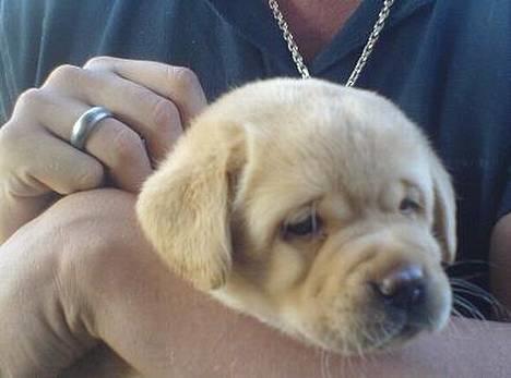 Labrador retriever Xanthos - 5 uger og oppe hos far & hænge billede 1
