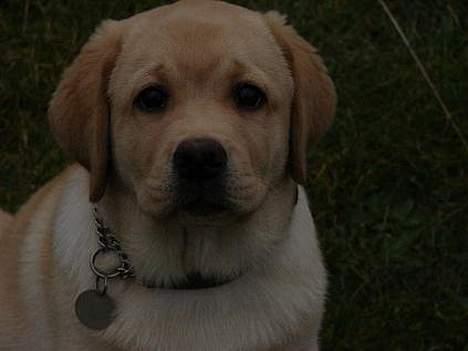 Labrador retriever Xanthos - Er jeg ikke bare jordens dejligste hund. billede 2