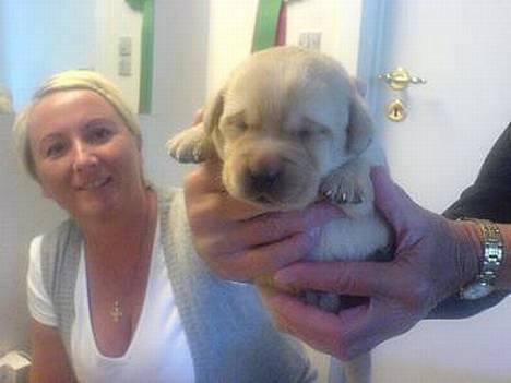 Labrador retriever Xanthos - Xanthos 14 dage gammel, ude i den "store" verden. billede 3