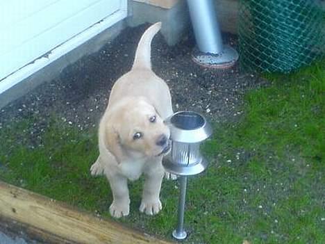 Labrador retriever Xanthos - "Måske man skulle blive elektriker?" billede 4