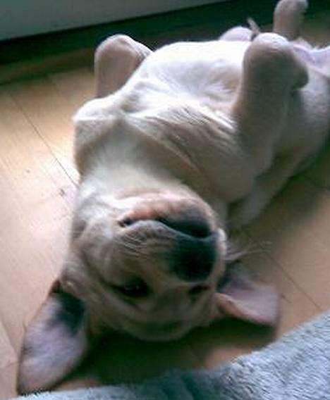 Labrador retriever Xanthos - En flagermus er landet. billede 5