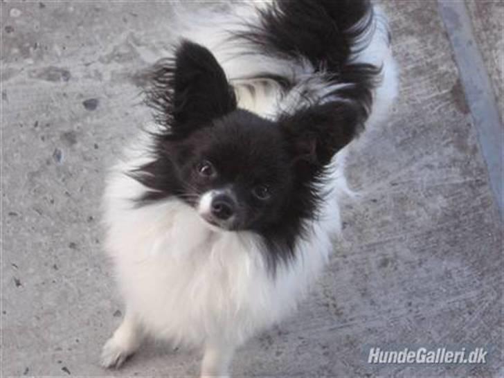 Papillon Bastian billede 7