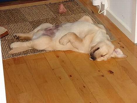 Labrador retriever Xanthos - ...man kan blive noget så træt! billede 6