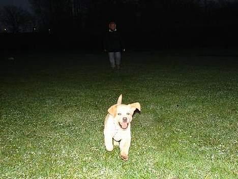 Labrador retriever Xanthos - "Nu kommer jeg Far." billede 7