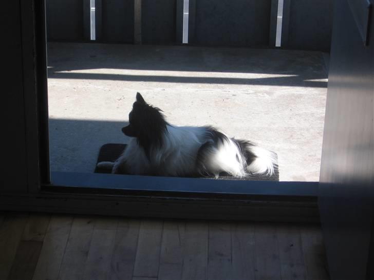 Papillon Bastian - Jeg ligner godt nok en fims når jeg ligge med benene over kors... billede 8