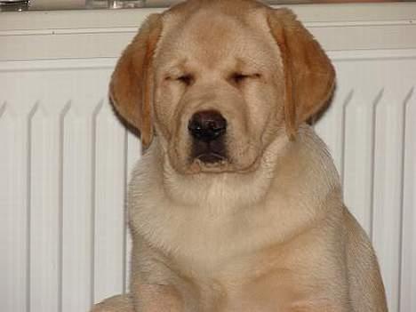 Labrador retriever Xanthos - "Hvis jeg nu lukker øjnene, så kan I ikke se mig." billede 8