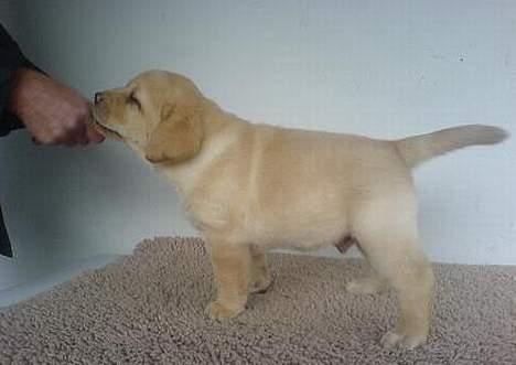 Labrador retriever Xanthos - 7 uger og poserer som en rigtig model. billede 9