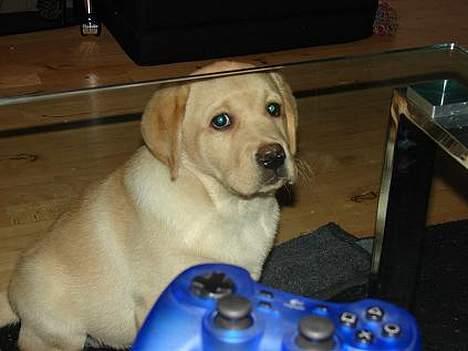 Labrador retriever Xanthos - "Hej....Her er jeg lige gået under bordet, hvilket jeg gør ret tit." billede 10