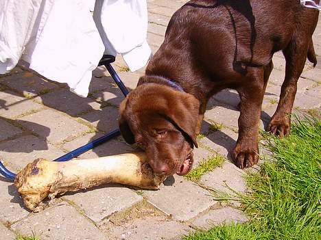 Labrador retriever Mads *død* - et dejligt stort ben billede 12