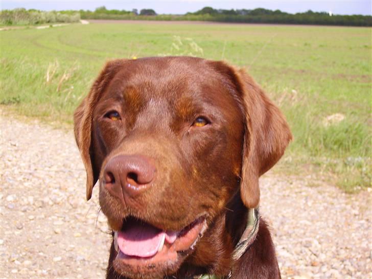 Labrador retriever Mads *død* - mads billede 13
